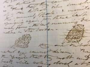 “On the ice at Walden are very beautiful great leaf crystals” 1 January 1856 (Volume XIX; NNPM MA 1302.25) [detail] (courtesy of the Morgan Library)
Getting it right: Thoreau crosses out his first drawing of the leaf-like ice, and is more careful the second time around. (The blue canceling line is H.G.O. Blake’s.) (courtesy of the Morgan Library)
