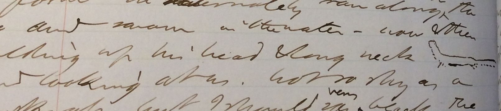  “we saw a mink a slender black . . . very like a weasel in form” 2 December 1852 (Volume XII; NNPM MA 1302.18) [detail] (courtesy of the Morgan Library)